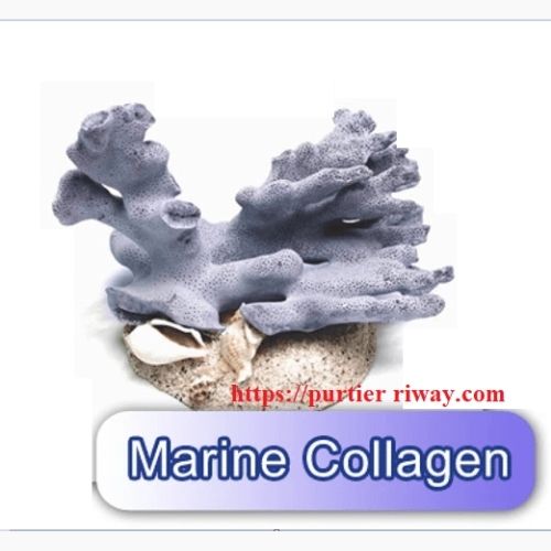 collagen tử san hô biển