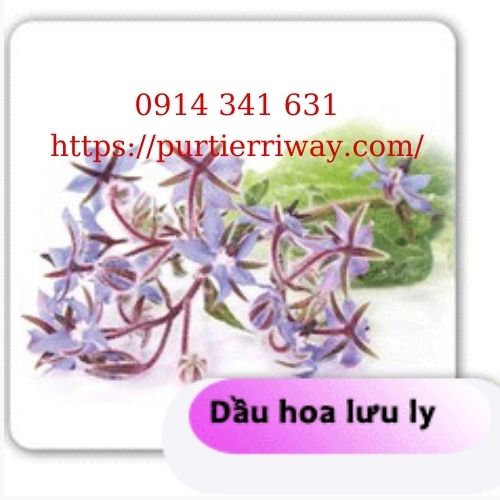 Dầu Hoa Lưu Ly
