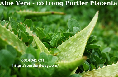 aloe vera có trong purtier